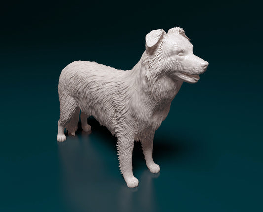 Border collie