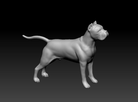 Cane Corso