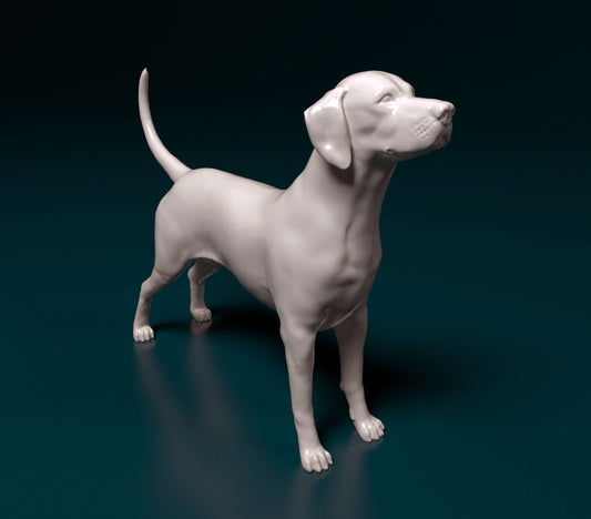 Dalmatian