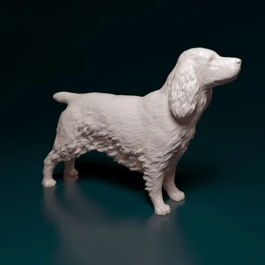 Engelsk Cocker Spaniel
