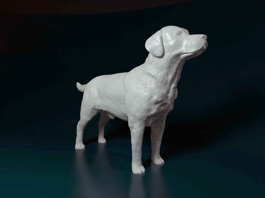 Labrador